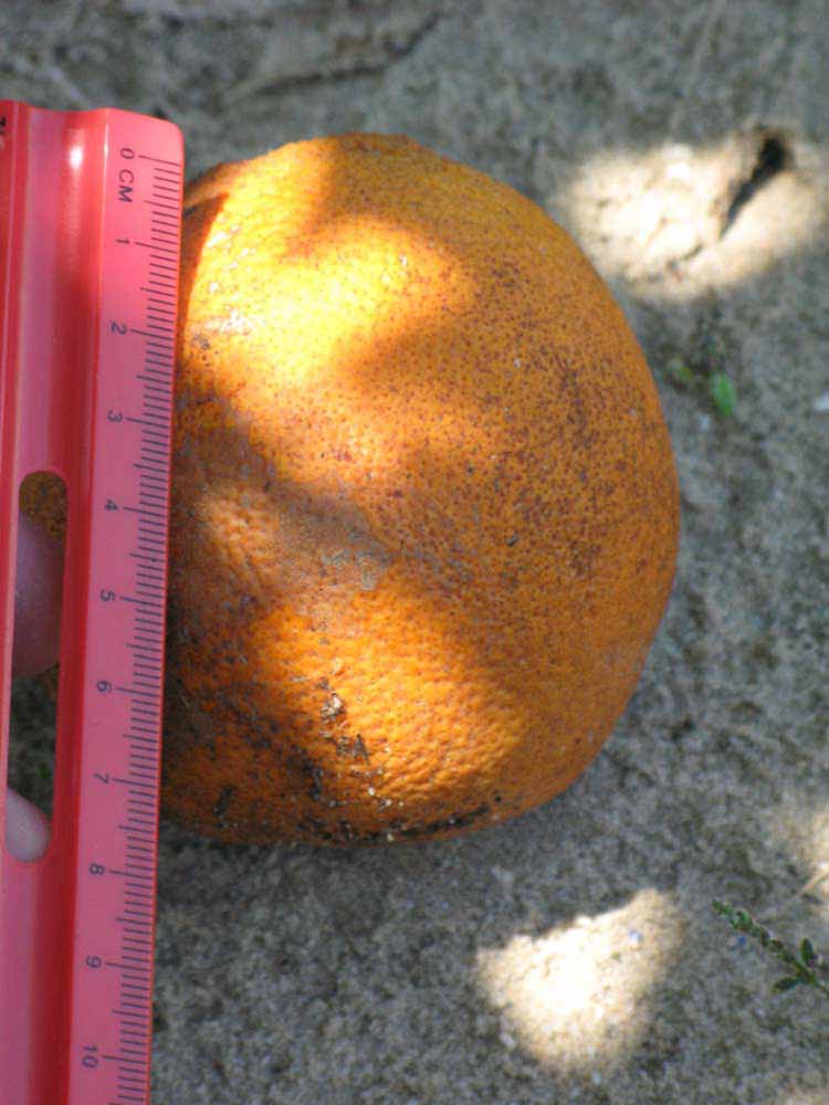            Fruit (Winter Haven, FL)   